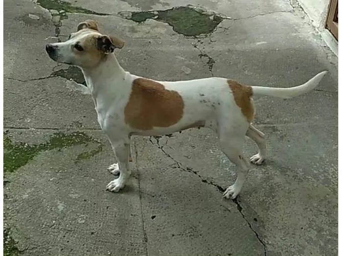 Cachorro raça SR idade 7 a 11 meses nome Branquinha, Mel