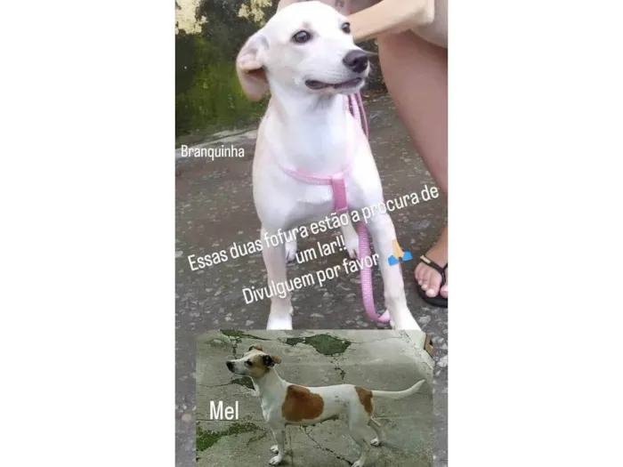 Cachorro raça SR idade 7 a 11 meses nome Branquinha, Mel