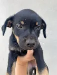 Juju 