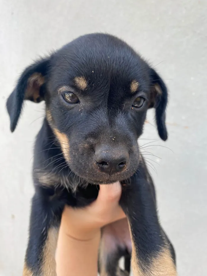 Cachorro raça SRD-ViraLata idade Abaixo de 2 meses nome Juju 