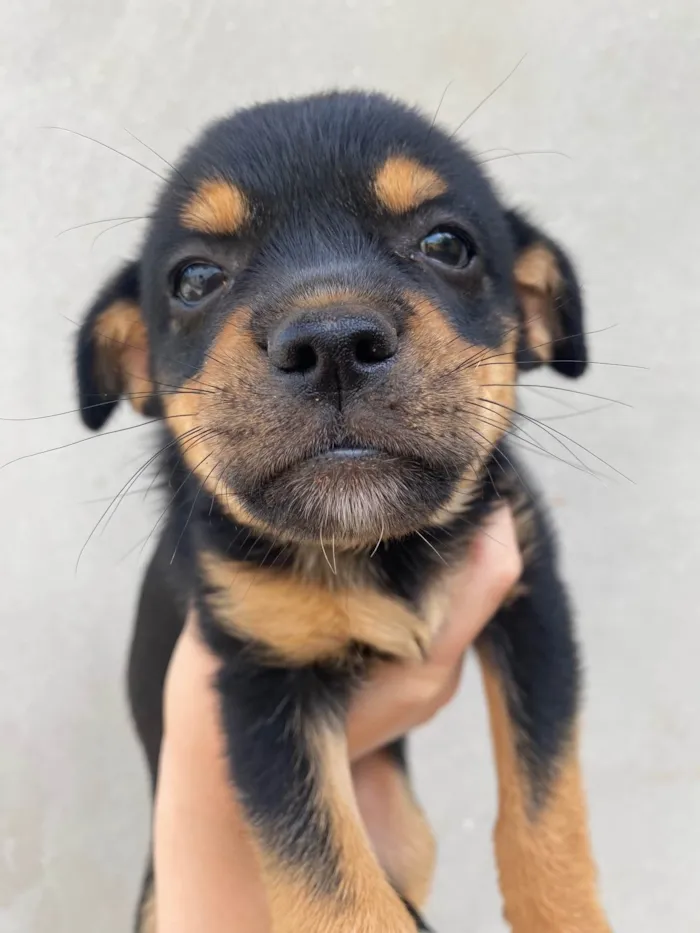 Cachorro raça SRD-ViraLata idade Abaixo de 2 meses nome Uvinha 