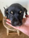 Cebolinha 