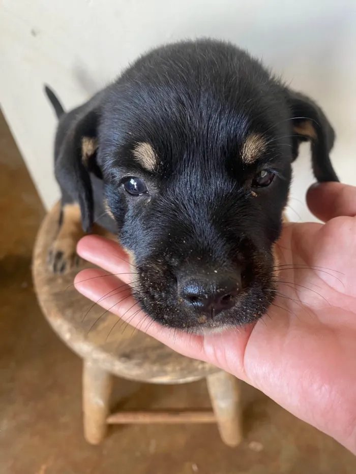Cachorro raça SRD-ViraLata idade Abaixo de 2 meses nome Cebolinha 