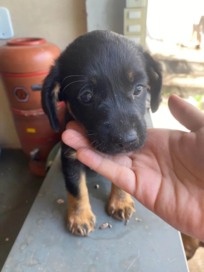 Cachorro raça SRD-ViraLata idade Abaixo de 2 meses nome Cenourinha 