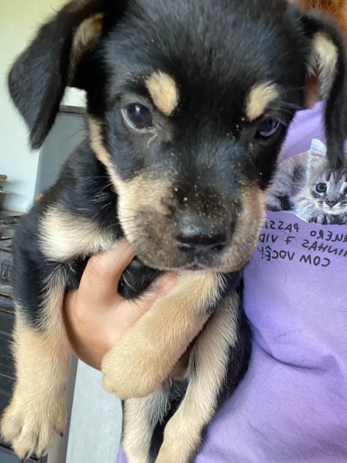 Cachorro raça SRD-ViraLata idade Abaixo de 2 meses nome Beterraba 