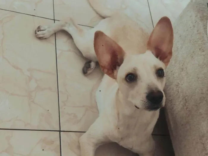 Cachorro ra a SRD-ViraLata idade 2 anos nome Lola