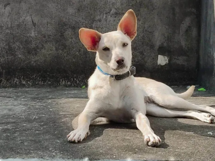 Cachorro ra a SRD-ViraLata idade 2 anos nome Lola