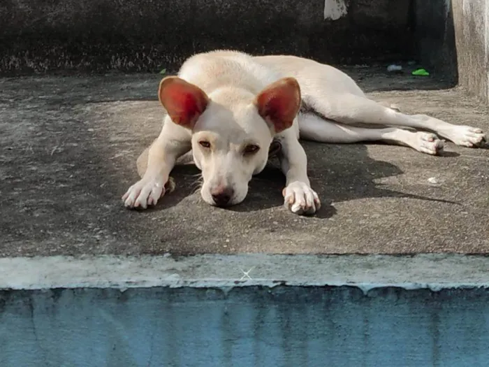 Cachorro ra a SRD-ViraLata idade 2 anos nome Lola