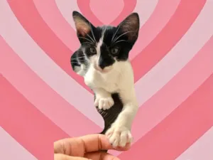 Gato raça SRD-ViraLata idade 2 a 6 meses nome Sashimi bb2meses lindo 