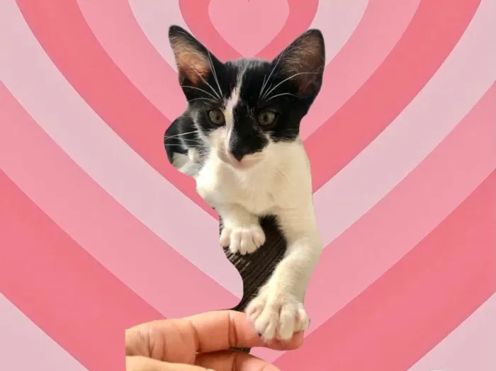 Gato raça SRD-ViraLata idade 2 a 6 meses nome Sashimi bb2meses lindo 