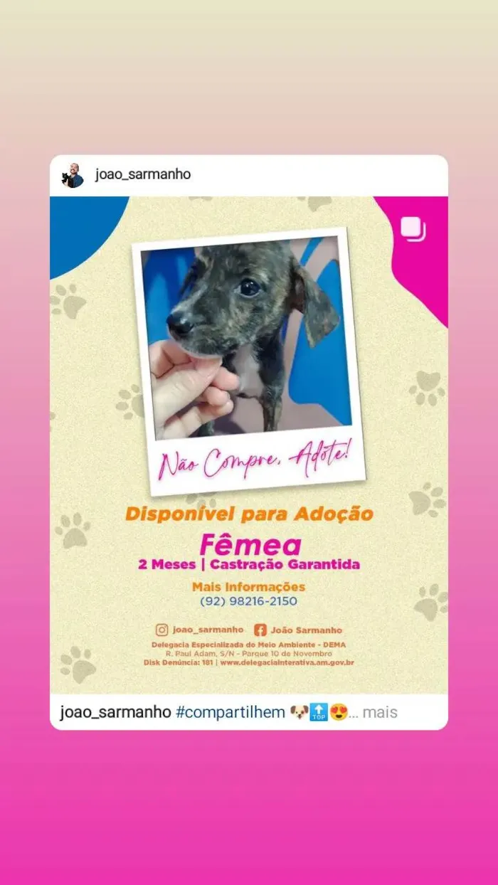Cachorro raça SRD-ViraLata idade 2 a 6 meses nome Filhotes da Branquinha 