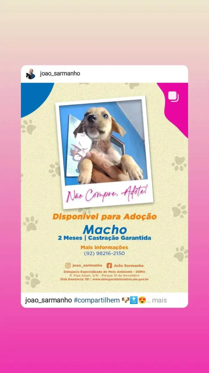 Cachorro raça SRD-ViraLata idade 2 a 6 meses nome Filhotes da Branquinha 