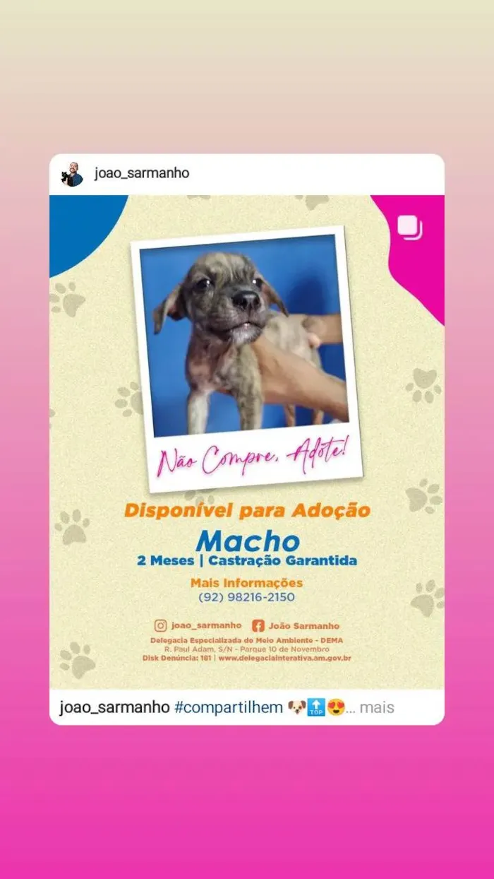 Cachorro raça SRD-ViraLata idade 2 a 6 meses nome Filhotes da Branquinha 