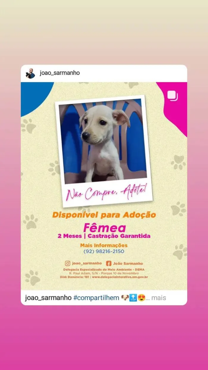 Cachorro raça SRD-ViraLata idade 2 a 6 meses nome Filhotes da Branquinha 