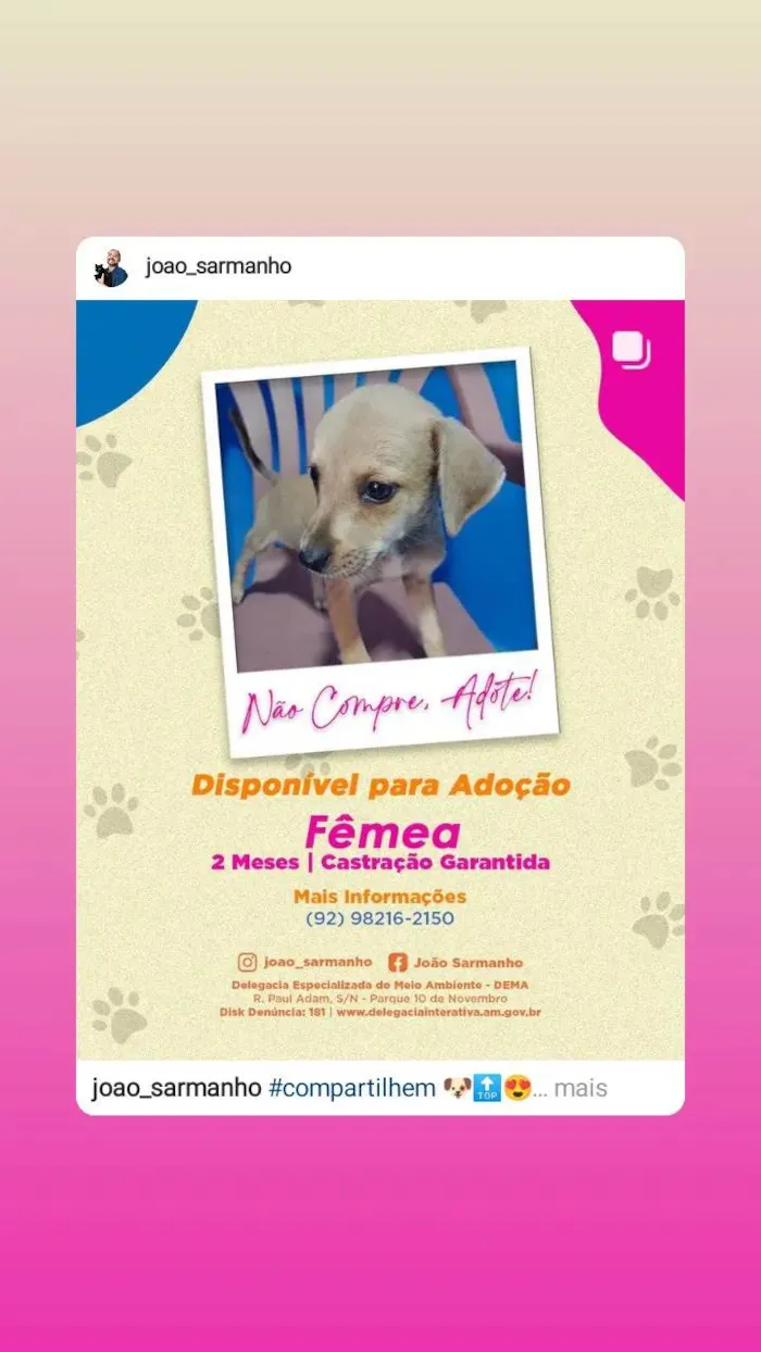 Cachorro raça SRD-ViraLata idade 2 a 6 meses nome Filhotes da Branquinha 