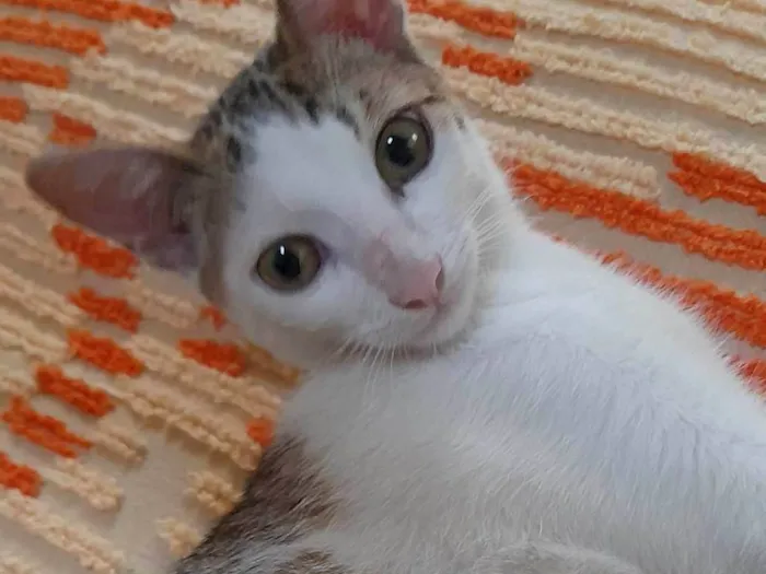 Gato ra a SRD-ViraLata idade 2 a 6 meses nome Murilo