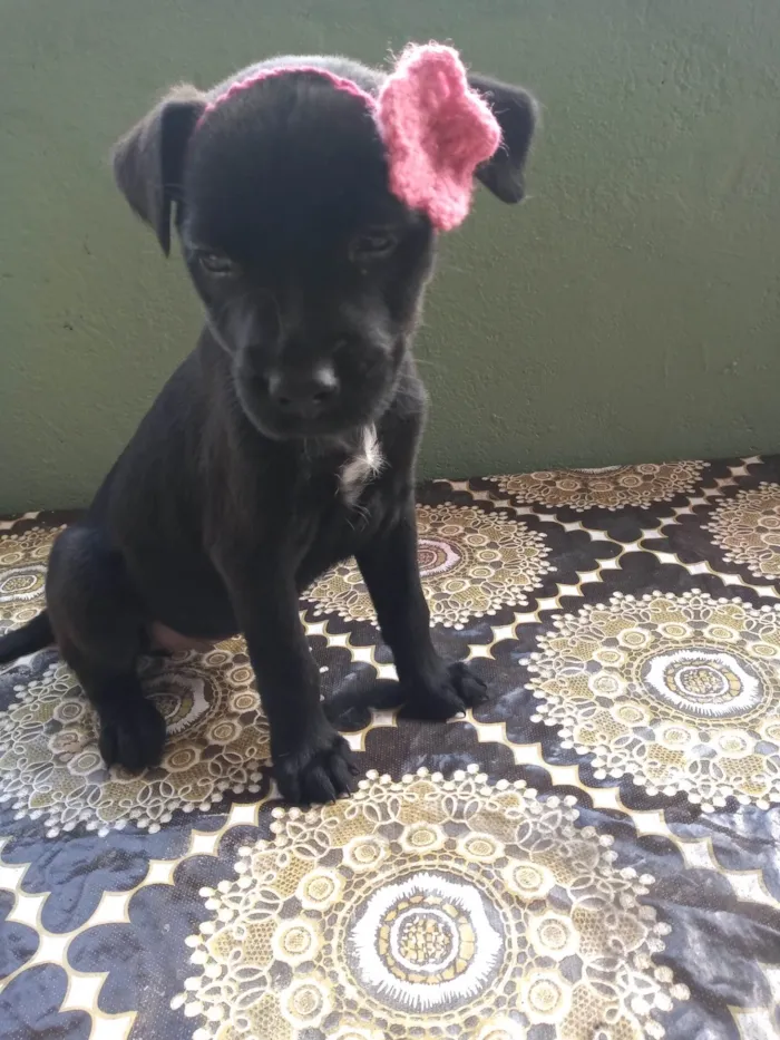 Cachorro ra a SRD-ViraLata idade Abaixo de 2 meses nome Nenhum 