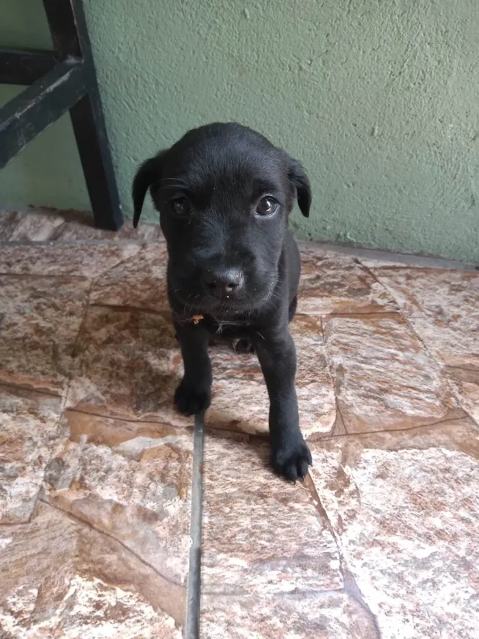 Cachorro ra a SRD-ViraLata idade Abaixo de 2 meses nome Nenhum 