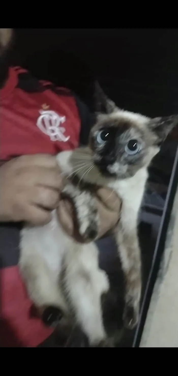 Gato ra a Siamês  idade 7 a 11 meses nome Juma