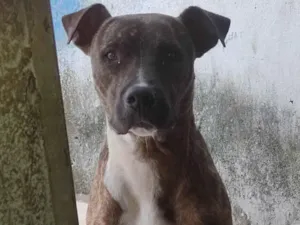 Cachorro raça Pit-Bull idade 2 anos nome Rajado