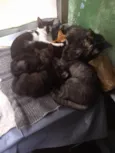 gatinhos variados