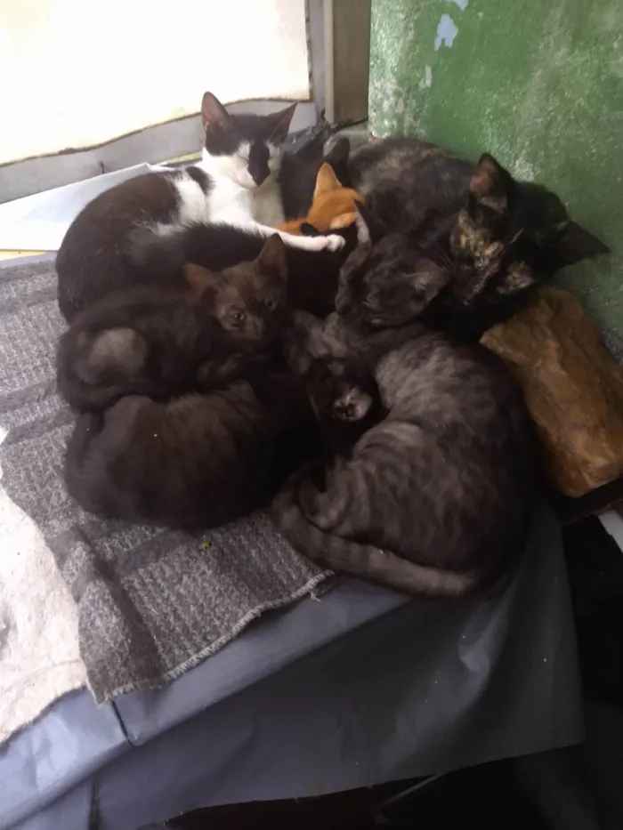 Gato ra a  idade 2 a 6 meses nome gatinhos variados