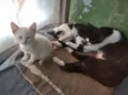 gatinhos variados