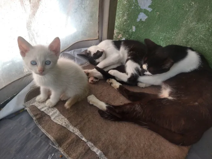 Gato ra a  idade 2 a 6 meses nome gatinhos variados