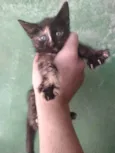 gatinhos variados