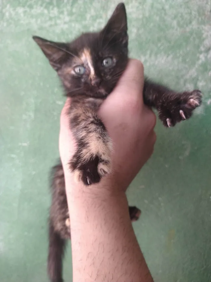 Gato ra a  idade 2 a 6 meses nome gatinhos variados
