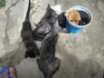 gatinhos variados