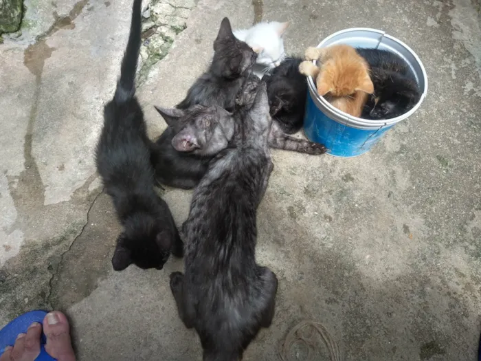Gato ra a  idade 2 a 6 meses nome gatinhos variados