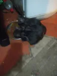 gatinhos variados