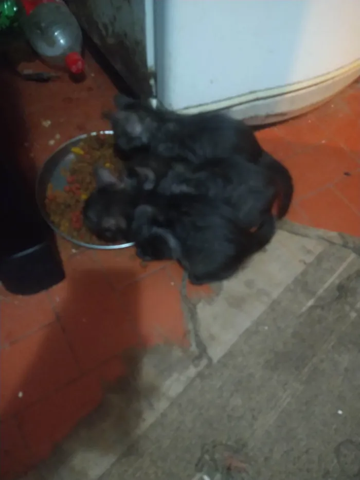 Gato ra a  idade 2 a 6 meses nome gatinhos variados