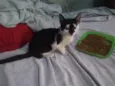 gatinhos variados