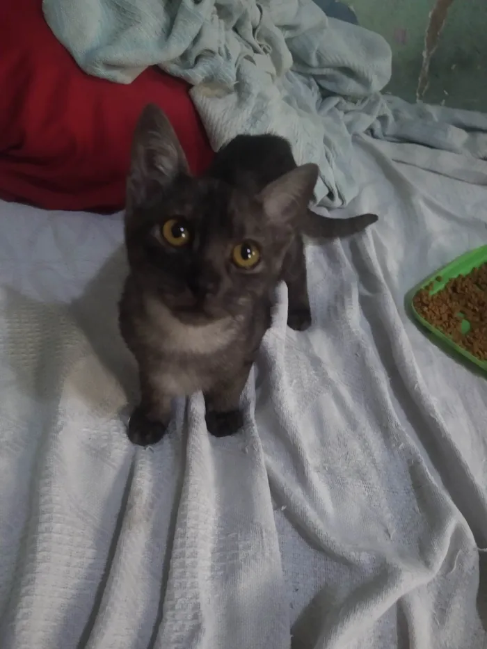 Gato ra a  idade 2 a 6 meses nome gatinhos variados