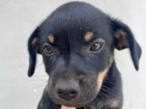 Cachorro raça SRD-ViraLata idade Abaixo de 2 meses nome Juju 