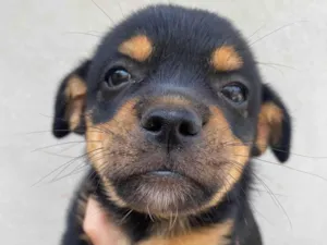 Cachorro raça SRD-ViraLata idade Abaixo de 2 meses nome Uvinha 