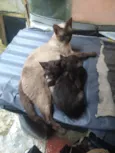 gatinhos variados