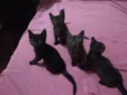 gatinhos variados