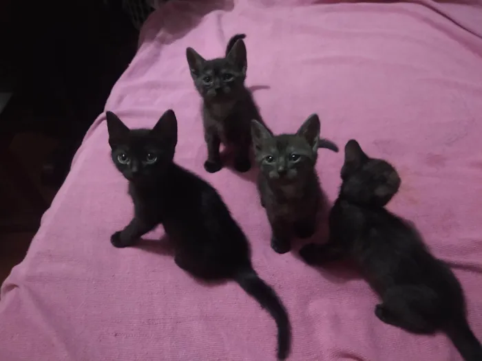 Gato ra a  idade 2 a 6 meses nome gatinhos variados