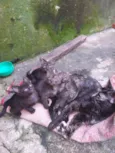 gatinhos variados
