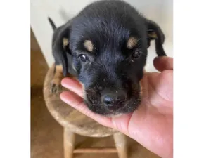 Cachorro raça SRD-ViraLata idade Abaixo de 2 meses nome Cebolinha 