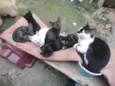gatinhos variados