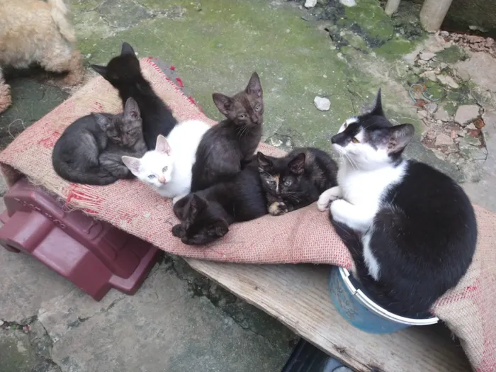 Gato ra a  idade 2 a 6 meses nome gatinhos variados