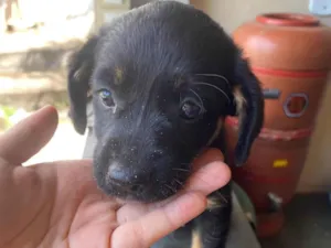 Cachorro raça SRD-ViraLata idade Abaixo de 2 meses nome Cenourinha 
