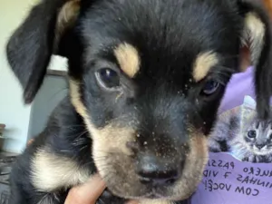 Cachorro raça SRD-ViraLata idade Abaixo de 2 meses nome Beterraba 