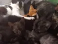 gatinhos variados