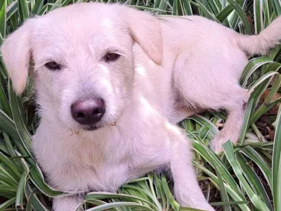 Cachorro raça SRD-ViraLata idade 2 a 6 meses nome Não sei