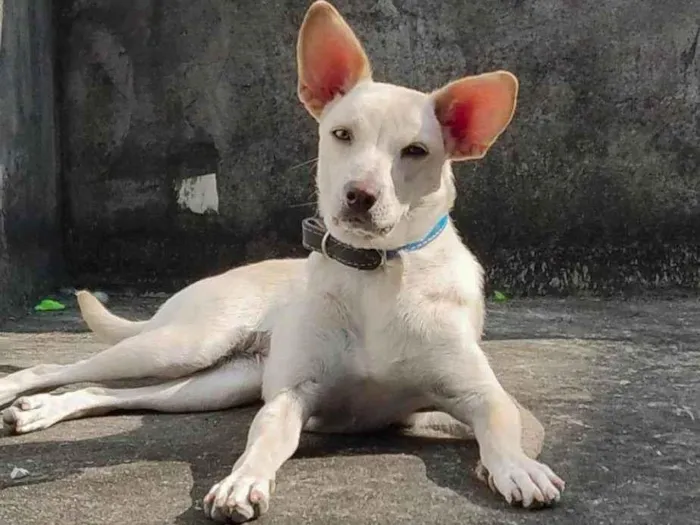 Cachorro ra a SRD-ViraLata idade 2 anos nome Lola